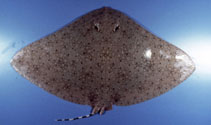 Image of Gymnura australis (Australian butterfly ray)