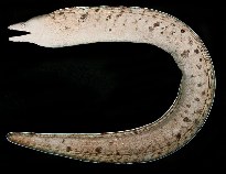Image of Gymnothorax bathyphilus (Deep-dwelling moray)