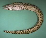 Image of Gymnothorax berndti (Y-patterned moray)