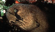 To FishBase images (<i>Gymnothorax breedeni</i>, Seychelles, by Randall, J.E.)