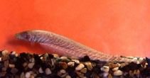 To FishBase images (<i>Gymnotus carapo</i>, Colombia, by Landines, M.)