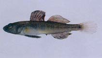 To FishBase images (<i>Chaenogobius castaneus</i>, Korea (South), by Kim, I.-S.)