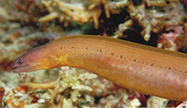 To FishBase images (<i>Gymnothorax castlei</i>, Philippines, by Allen, G.R.)
