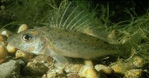 To FishBase images (<i>Gymnocephalus cernuus</i>, Germany, by Bednarzik, J.)