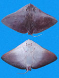 To FishBase images (<i>Gymnura crebripunctata</i>, Panama, by Robertson, R.)