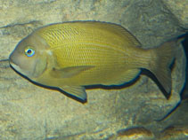 To FishBase images (<i>Gymnocrotaphus curvidens</i>, by King, D.R.)