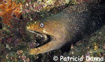 To FishBase images (<i>Gymnothorax dovii</i>, Galapagos Is., by Danna, P.)
