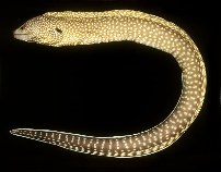 Image of Gymnothorax elegans (Elegant moray)