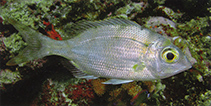 To FishBase images (<i>Gymnocranius elongatus</i>, Indonesia, by Allen, G.R.)