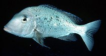 To FishBase images (<i>Gymnocranius euanus</i>, Australia, by Randall, J.E.)