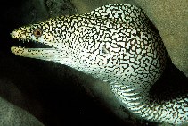 To FishBase images (<i>Gymnothorax eurostus</i>, Japan, by Randall, J.E.)