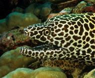 To FishBase images (<i>Gymnothorax favagineus</i>, Maldives, by Brett, O.J. / www.tropicalfavourites.com)