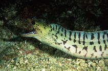 To FishBase images (<i>Gymnothorax fimbriatus</i>, Philippines, by Yin, Robert)