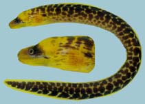 To FishBase images (<i>Gymnothorax formosus</i>, French Polynesia, by Winterbottom, R.)