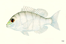 To FishBase images (<i>Gymnocranius frenatus</i>, by FAO)