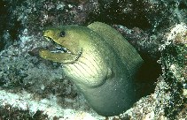 To FishBase images (<i>Gymnothorax funebris</i>, Belize, by Randall, J.E.)