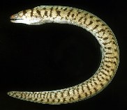 To FishBase images (<i>Gymnothorax gracilicauda</i>, Japan, by Randall, J.E.)