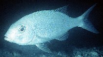 To FishBase images (<i>Gymnocranius grandoculis</i>, Maldives, by Randall, J.E.)