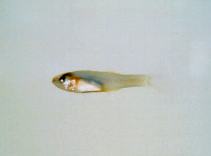 To FishBase images (<i>Gymnapogon japonicus</i>, Chinese Taipei, by Shao, K.T.)