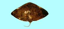 Image of Gymnura japonica (Japanese butterflyray)