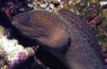 To FishBase images (<i>Gymnothorax javanicus</i>, Indonesia, by Patzner, R.)