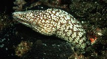 To FishBase images (<i>Gymnothorax kidako</i>, Japan, by Randall, J.E.)