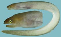 To FishBase images (<i>Gymnothorax kontodontos</i>, Comoros, by Winterbottom, R.)