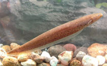 Image of Gymnotus maculosus (Spotted knifefish)