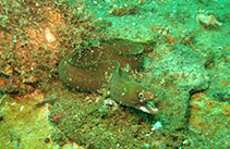 Image of Gymnothorax mareei (Spotjaw moray)