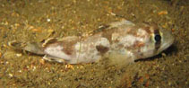 To FishBase images (<i>Gymnapistes marmoratus</i>, Australia, by Maddern, M.)
