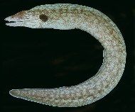 To FishBase images (<i>Gymnothorax megaspilus</i>, Oman, by Randall, J.E.)