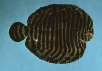 To FishBase images (<i>Gymnachirus melas</i>, by Flescher, D.)