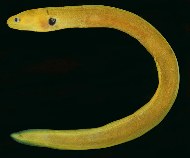 To FishBase images (<i>Gymnothorax melatremus</i>, Seychelles, by Randall, J.E.)