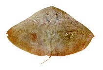 Image of Gymnura micrura (Smooth butterfly ray)