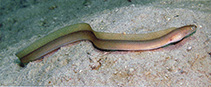 To FishBase images (<i>Gymnothorax microstictus</i>, Philippines, by Allen, G.R.)