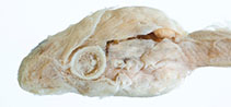 Image of Gyrinichthys minytremus (Minigill snailfish)