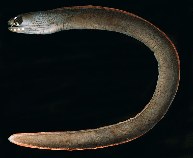 Image of Gymnothorax monostigma (One-spot moray)