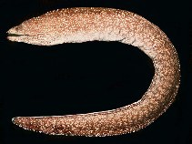 Image of Gymnothorax nasuta (Easter island moray)