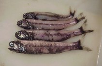 To FishBase images (<i>Gymnoscopelus nicholsi</i>, by Colombo, G.L.A.)
