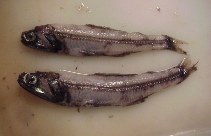 To FishBase images (<i>Gymnoscopelus opisthopterus</i>, by Colombo, G.L.A.)