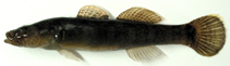 To FishBase images (<i>Gymnogobius opperiens</i>, Japan, by Miyahara, H.)