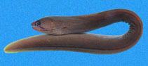 To FishBase images (<i>Gymnothorax panamensis</i>, Panama, by Robertson, R.)