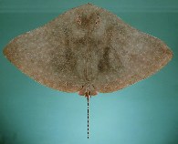 Image of Gymnura poecilura (Long-tailed butterfly ray)