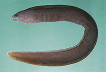 To FishBase images (<i>Gymnothorax pseudoherrei</i>, Indonesia, by Randall, J.E.)