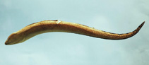 Image of Gymnothorax saxicola (Honeycomb moray)