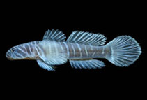 To FishBase images (<i>Gymneleotris seminudus</i>, USA, by Allen, G.R.)