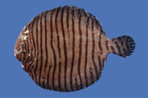 Image of Gymnachirus texae (Gulf of Mexico fringed sole)