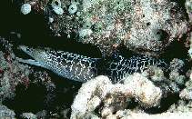 To FishBase images (<i>Gymnothorax undulatus</i>, Maldives, by Randall, J.E.)