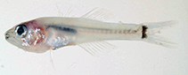 To FishBase images (<i>Gymnapogon urospilotus</i>, French Polynesia, by Williams, J.T.)