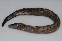 To FishBase images (<i>Gymnothorax woodwardi</i>, Australia, by Dowling, C.)